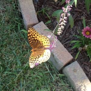 Meet your Posher, Dawn