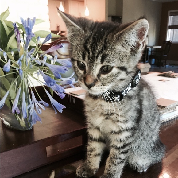 Meet your Posher, Ren - Picture 1 of 1