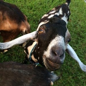 Meet your Posher, Jes