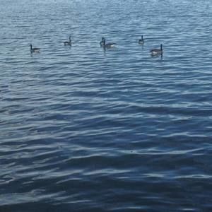 Meet your Posher, Lorena