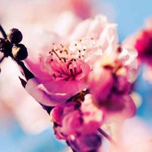 Meet your Posher, Kira