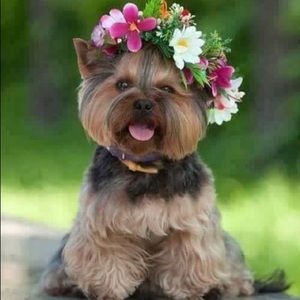 Meet your Posher, Nitsa