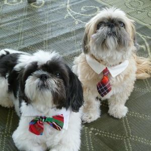 Meet your Posher, Bobbi