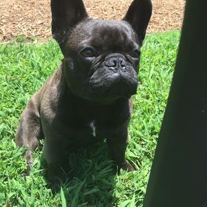 Meet your Posher, Shasta