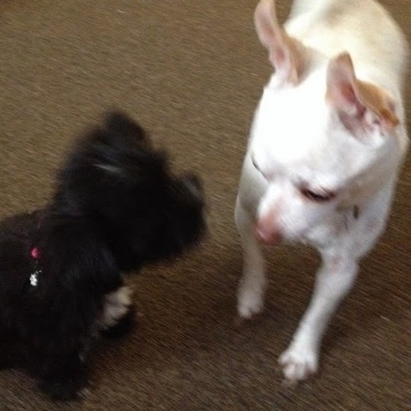 Meet your Posher, Madeleine - Picture 1 of 1