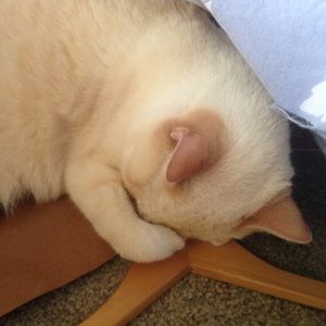 Meet your Posher, Nadine