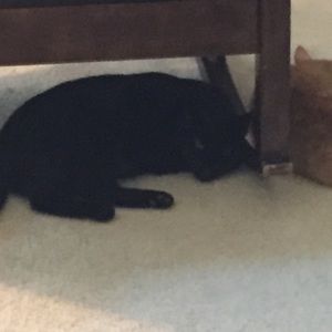 Meet your Posher, Stacy