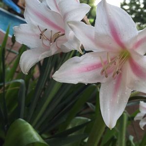 Meet your Posher, Teresa