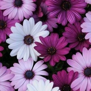 Meet your Posher, Janine