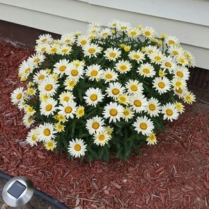 Meet your Posher, Kerrie