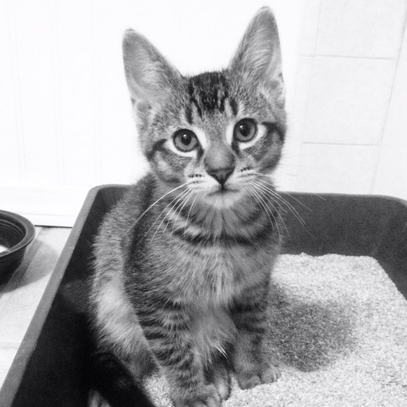 Meet your Posher, Zoey