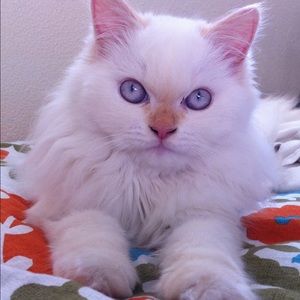 Meet your Posher, Elizabeth