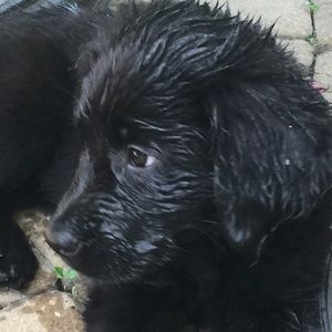 Meet your Posher, Tracy