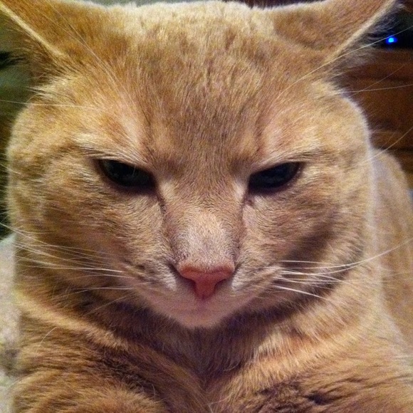 Meet your Posher, Bernie - Picture 1 of 1