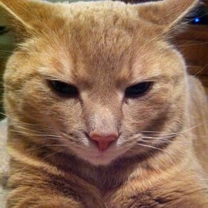 Meet your Posher, Bernie