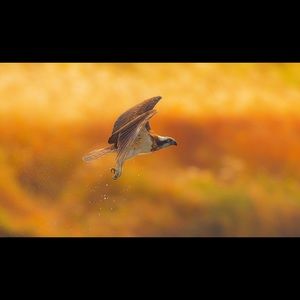 Meet your Posher, Dave