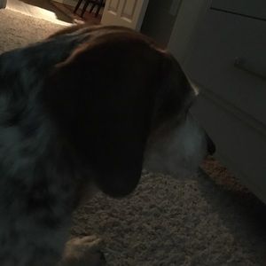 Meet your Posher, Lou