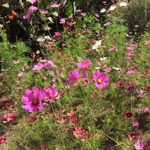 Bundle for @bbyamira