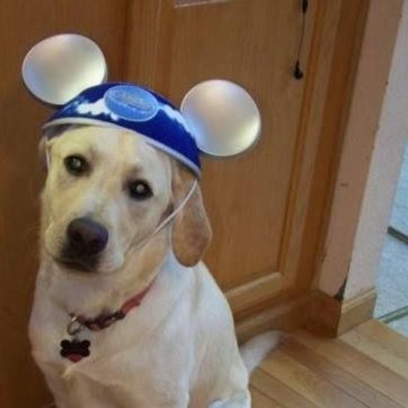 Meet your Posher, Marcy - Picture 1 of 1