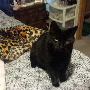 Meet your Posher, Catmom