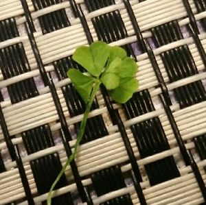 Meet your Posher, Maddy