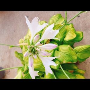 Meet your Posher, Ana