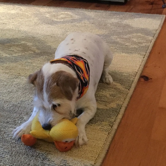 HELP ME 🐾🐾LIKE, FOLLOW,SHARE! LETS DO IT AGAIN🐾 - Picture 2 of 3