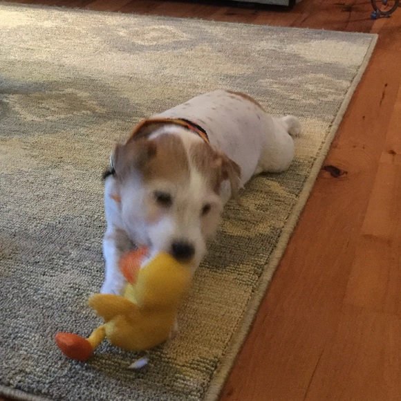 HELP ME 🐾🐾LIKE, FOLLOW,SHARE! LETS DO IT AGAIN🐾 - Picture 3 of 3