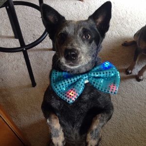 Meet your Posher, Tara