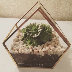Terrarium
