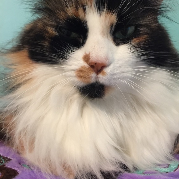 Meet your Posher, Shawney