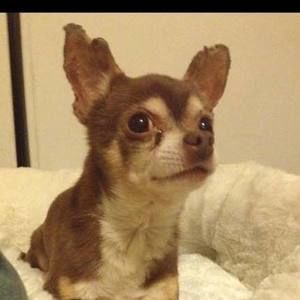 Meet your Posher, Janet