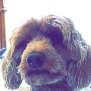 Meet your Posher, Riley