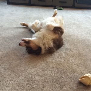 Meet your Posher, Anisa