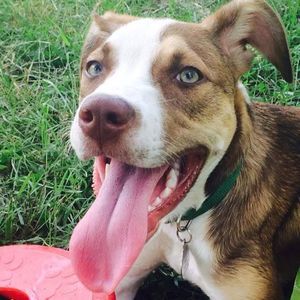 Meet your Posher, Paige