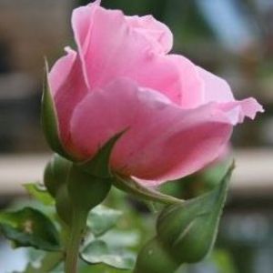 Meet your Posher, Becky