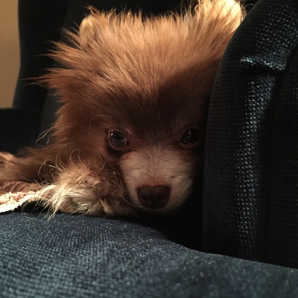 Meet your Posher, Beth - Picture 2 of 4