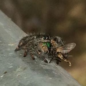 Meet your Posher, Dawn