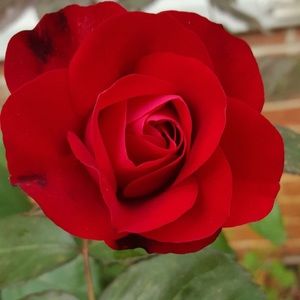 Meet your Posher, Doris