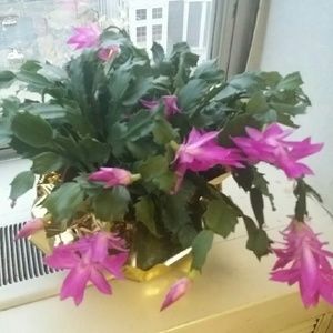 Meet your Posher, Sherry