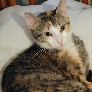 Meet your Posher, Penny