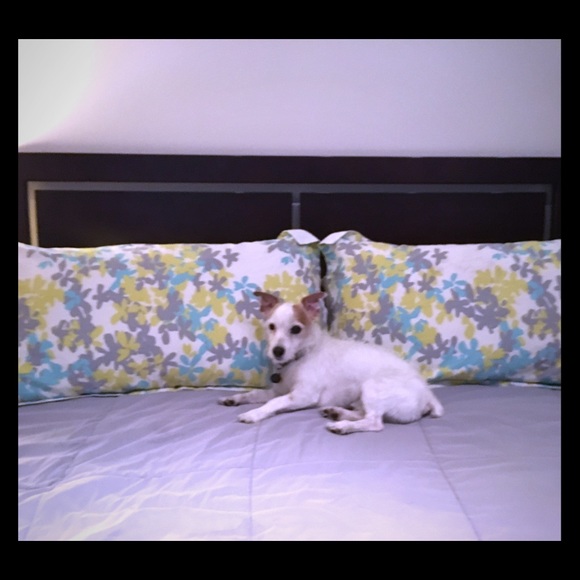 Not selling my dog want u to meet him! Here's Ca$h