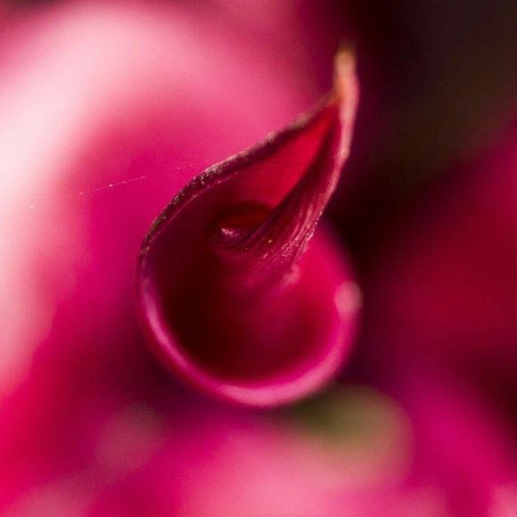 Meet your Posher, Yesenia