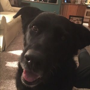 Meet your Posher, Heidi