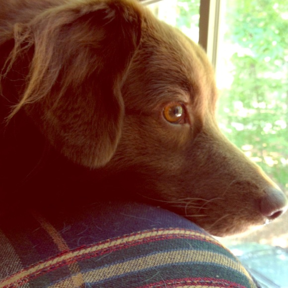 Very alert dog
