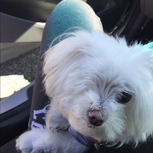 Meet your Posher, Anne