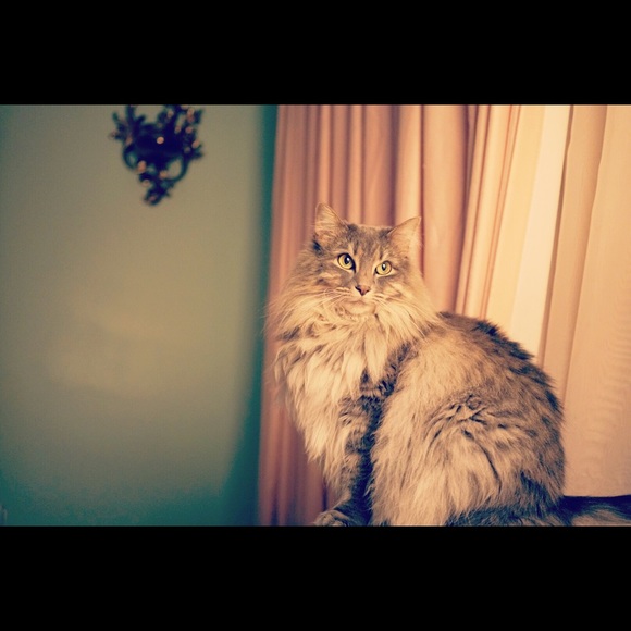 Meet your Posher, Gretchen - Picture 2 of 2