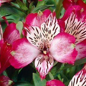 Meet your Posher, Lyla