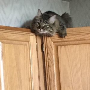 Meet your Posher, Donna