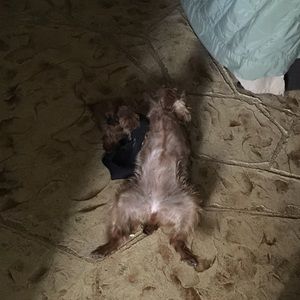 Meet your Posher, Helen